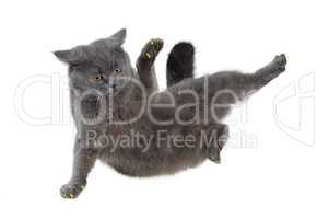 British cat dancing breakdance