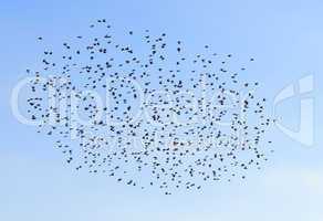 A flock of birds in the sky