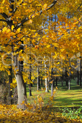 Autumn landscape. Russia