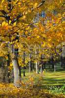 Autumn landscape. Russia