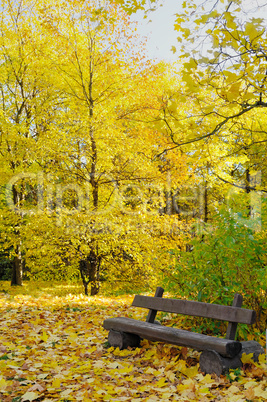 Autumn landscape. Bench in the park