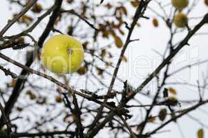 Ripe apple on a tree without leaves