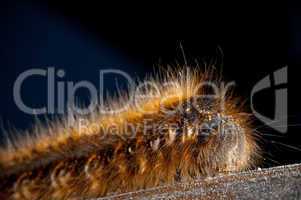 Macro hairy caterpillar