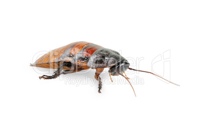 Madagascar cockroach