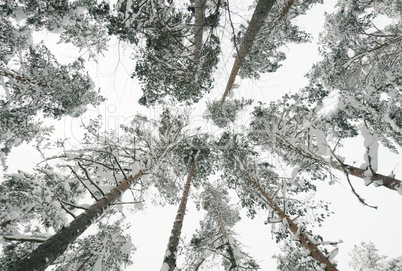 Snow-covered tops of the trees in the forest