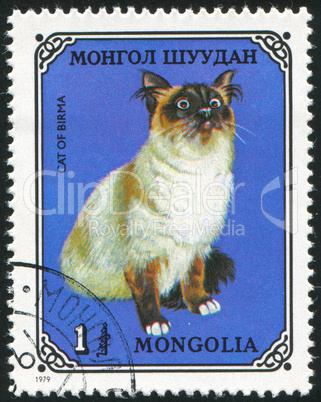 poststamp Cat