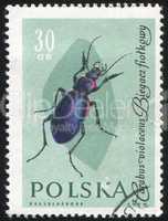 poststamp insect
