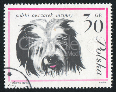 Polish sheep dog