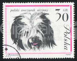 Polish sheep dog