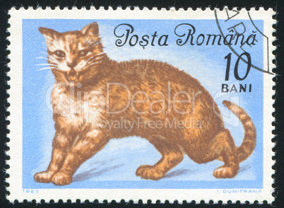 poststamp cat