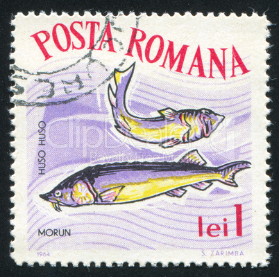 poststamp fish Beluga
