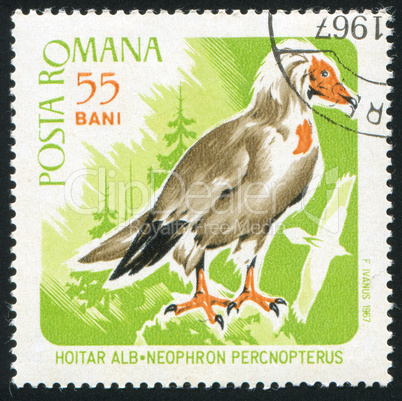 Egyptian vulture