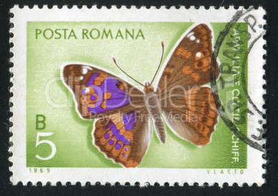 butterfly Apatura Ilia