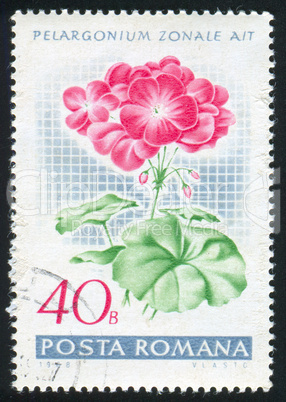 poststamp Geranium