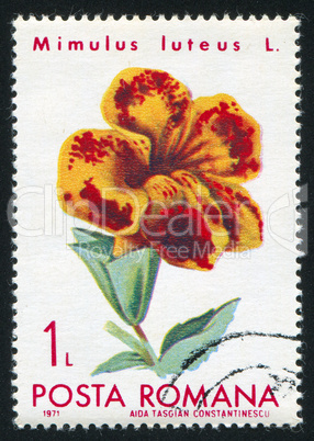 poststamp Mimulus