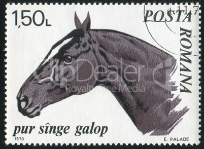 Trotter thoroughbred