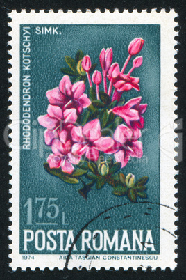 flower azalea