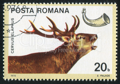 stamp deer