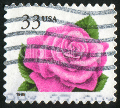 stamp rose