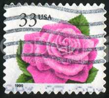 stamp rose