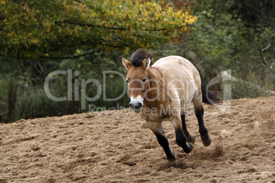 Przewalski-Pferd