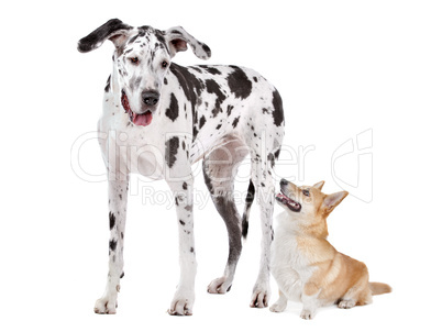 Harlequin Great Dane and aPembroke Welsh Corgi dog