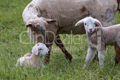 Lamm mit Mutterschaf