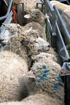 Zur Schur zusammengetriebene Schafe
