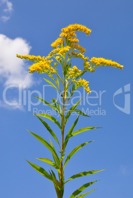 Riesen-Goldrute (Solidago gigantea)