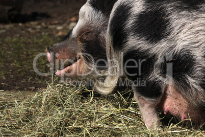 Geflecktes Schwein