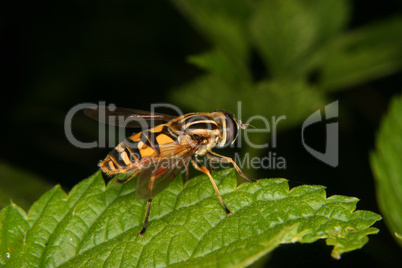 Sumpfschwebfliege (Helophilus trivittatus) / European hoverfly (