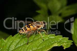 Sumpfschwebfliege (Helophilus trivittatus) / European hoverfly (