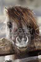 Shetlandpony guckt über einen Zaun