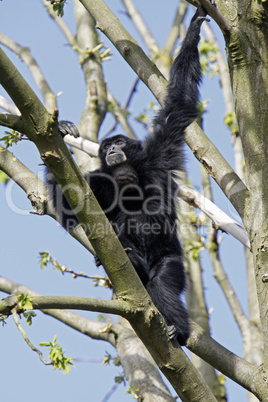 Siamang