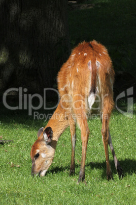 Sitatunga