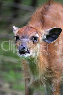 Sitatunga