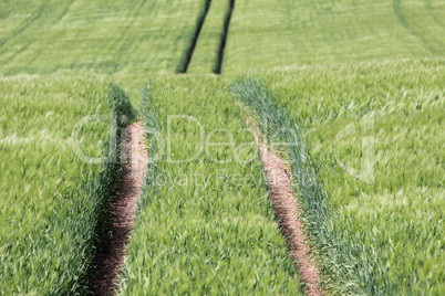 Spur in einem grünen Kornfeld