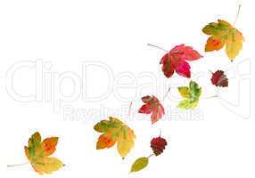 bunte Ahornblätter Herbst
