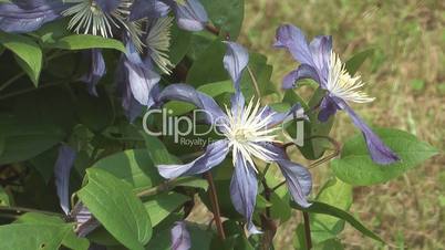 Clematis.