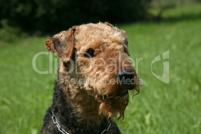 Airedale Terrier