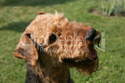 Airedale Terrier