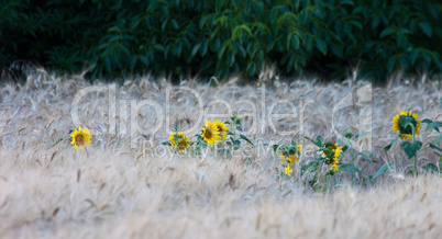 Sunflowers in wheat