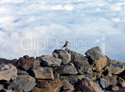 little bird sitting on a rock