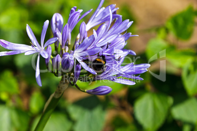 bumblebee on flower