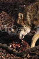 Fressender Wolf