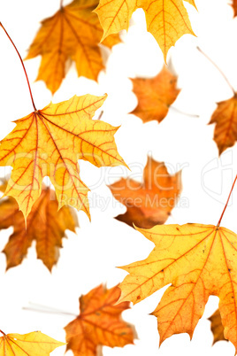 Maple leaves fall