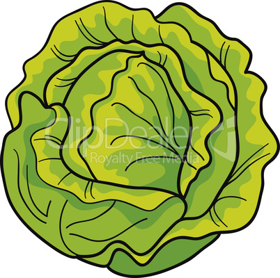 cabbage