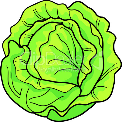 cabbage