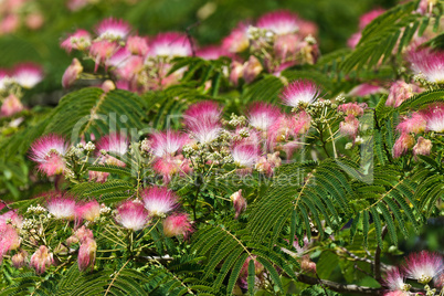 acacia wood flowers