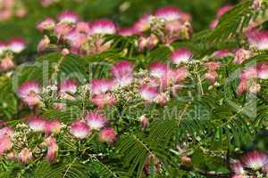 acacia wood flowers